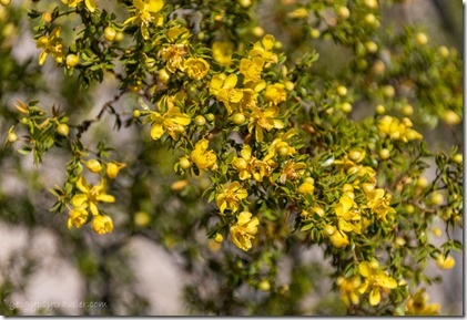 yellow Creosote flowers BLM Bates Well Rd Ajo AZ