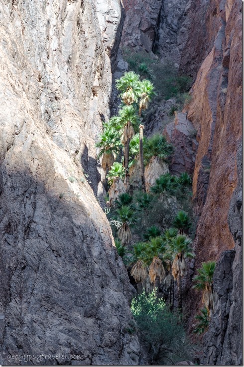 Palm side canyon from Palm Canyon trl Kofa National Wildlife Refuge Arizona