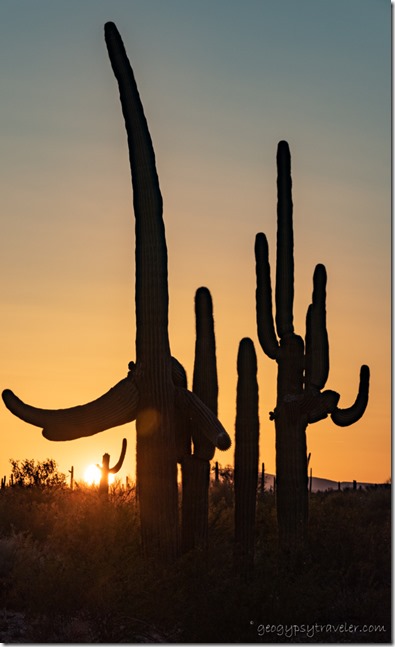 Saguaro cactus sunset BLM Bates Well Rd Ajo AZ