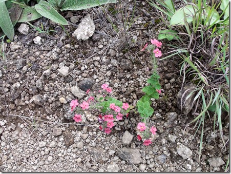 unidentified little pink flowers Drakensberg hike KwaZulu-Natal South Africa