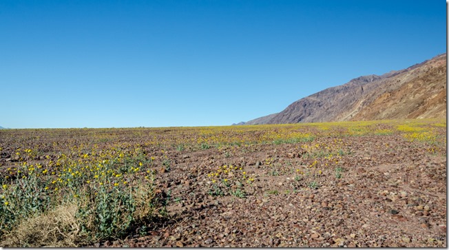 Desert Gold Wildflowers Amargosa Range Badwater Road Death Valley National Park California