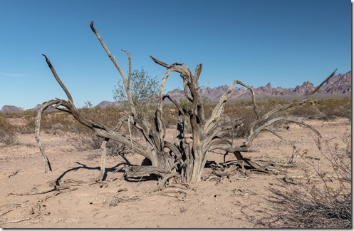 dead tree BLM Palm Canyon Rd Kofa National Wildlife Refuge Arizona
