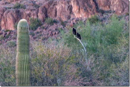 Turkey Vultures roosting BLM Bates Well Rd Ajo AZ