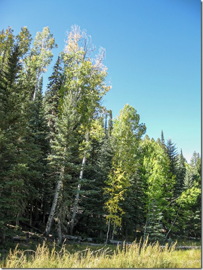 trees across from Harvey Meadow North Rim Grand Canyon National Park Arizona