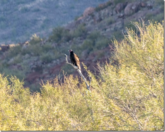Turkey Vulture roosting BLM Bates Well Rd Ajo AZ