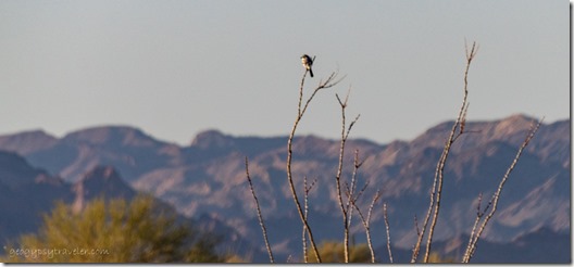 Loggerhead Shrike in Ocotillo BLM Palm Canyon Rd Kofa National Wildlife Refuge Arizona