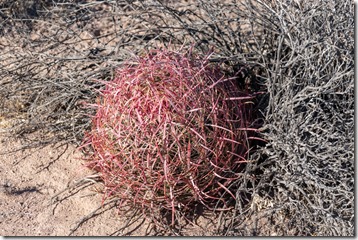 red Barrel cactus BLM Palm Canyon Rd Kofa National Wildlife Refuge Arizona