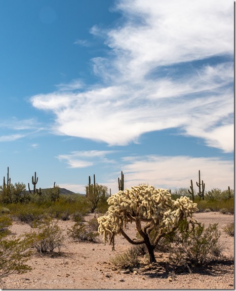 Cholla Saguaro cactus desert BLM Bates Well Rd Ajo AZ