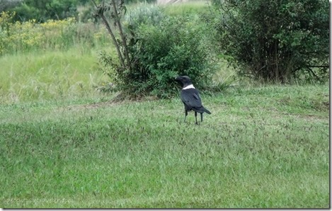 Crow Monks Cowl camp Drakensburg KwaZulu-Natal South Africa