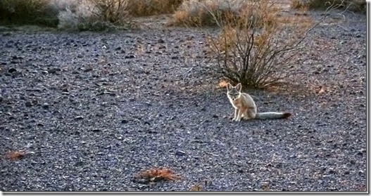 Kit fox BLM Palm Canyon Rd Kofa National Wildlife Refuge Arizona by Bob