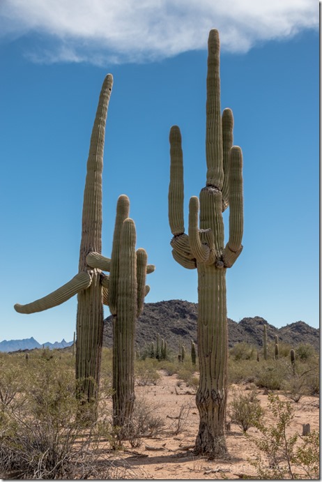 Saguaro cactus mts BLM Bates Well Rd Ajo AZ