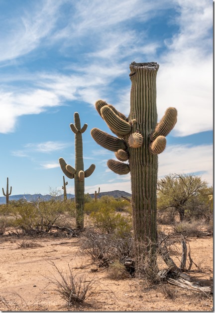 broken Saguaro cactus BLM Bates Well Rd Ajo AZ
