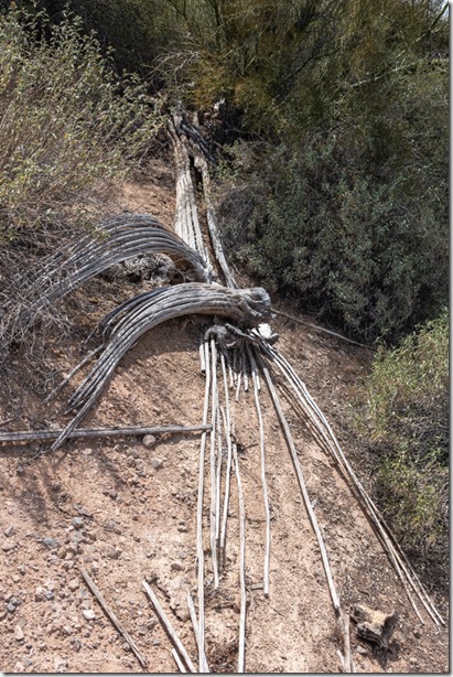 dead Saguaro cactus spines BLM Bates Well Rd Ajo AZ