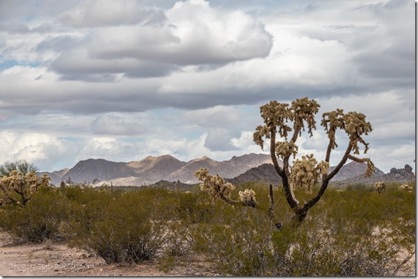 Cholla cactus desert mts clouds BLM Bates Well Rd Why AZ