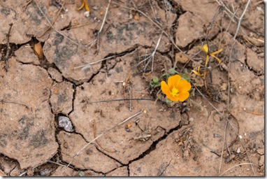 cracked mud orange Globe Mallow flower BLM Bates Well Rd Why AZ