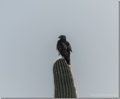 hawk on Saguaro cactus BLM Bates Well Rd Ajo AZ