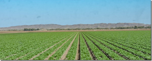 crops near Yuma Arizona