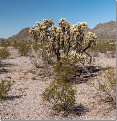 Cholla cactus desert BLM 8115 Ajo AZ