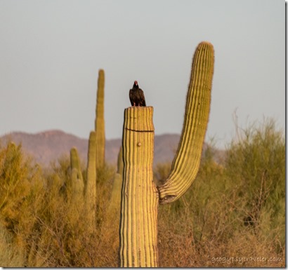 Turkey Vulture on topped Saguaro cactus desert BLM Bates Well Rd Why AZ
