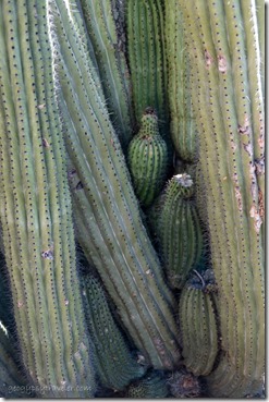 Organ Pipe cactus BLM8115A Ajo AZ
