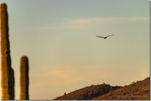 Turkey Vulture bird dusk camp Sonoran Desert BLM8115 Ajo AZ
