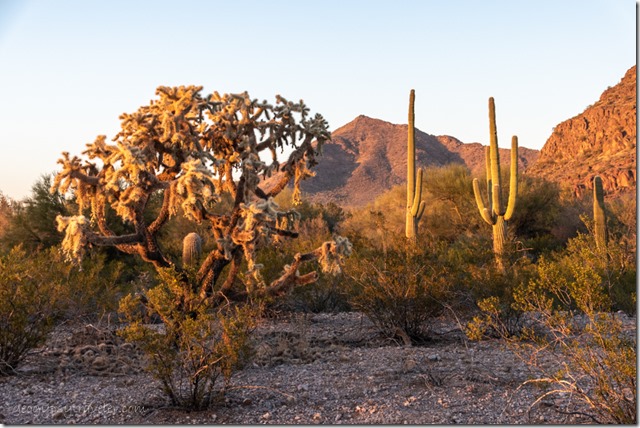 last light Cholla Saguaro cactus mt camp BLM8115 Ajo AZ