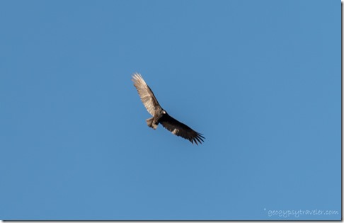 Turkey Vulture soaring camp BLM8115 Ajo AZ
