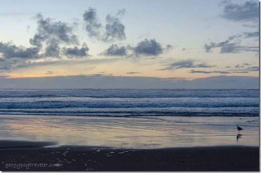 Sea Gull bird ocean sunset clouds Bandon OR