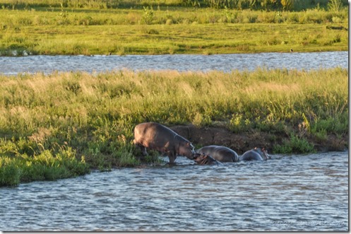 Hippos Kruger NP SA