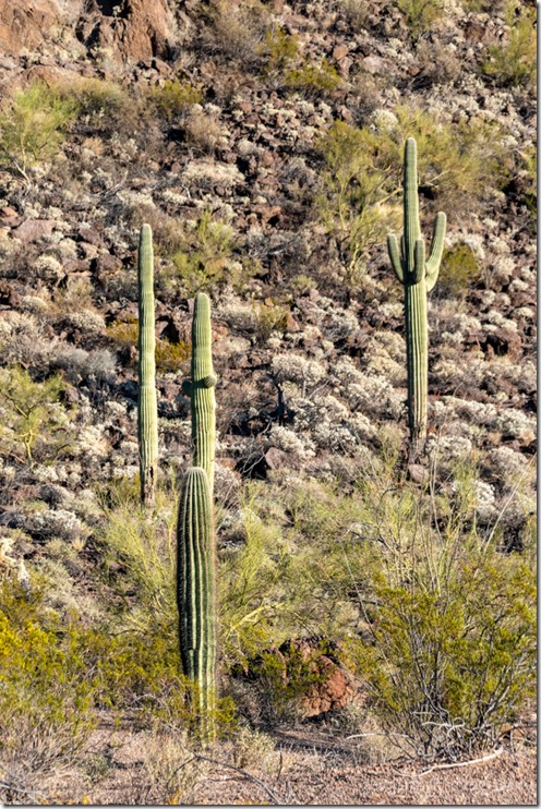 Saguaro desert BLM8115A Why AZ