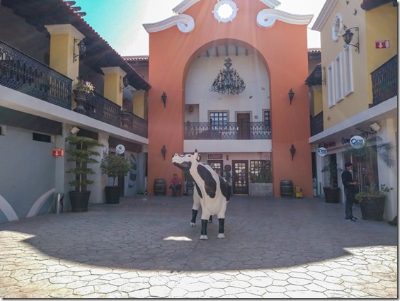 cow plaza Los Algodones Mexico