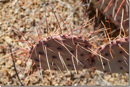 purplish Prickly Pear cactus Weaver Mts Yarnell Arizona