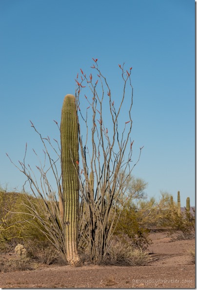 Saguaro Ocotillo desert BLM8115A Why AZ
