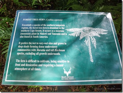 Forest Tree Fern sign along Big Tree trail Tsitsikamma NP Eastern Cape South Africa