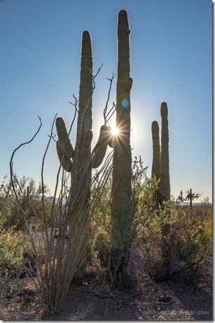 Ocotillo Saguaro sunburst BLM8115A Why AZ