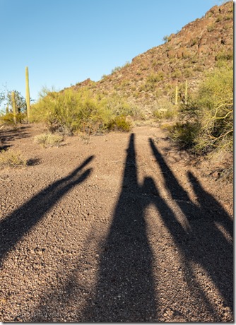 Saguaro shadows BLM8115A Why AZ
