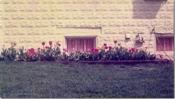 Chiquita's tulips Downers Grove IL April 1975