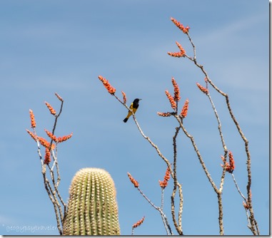 Saguaro red Ocotillo flowers Scoot's Oriole bird BLM8115A Why AZ