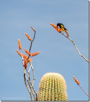 Saguaro red Ocotillo flowers Scoot's Oriole bird BLM8115A Why AZ