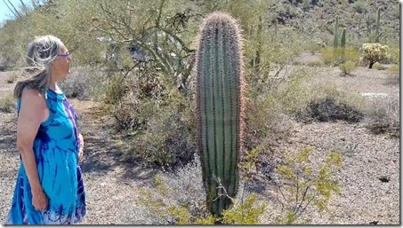 Gaelyn Saguaro cactus BLM8115A Why AZ