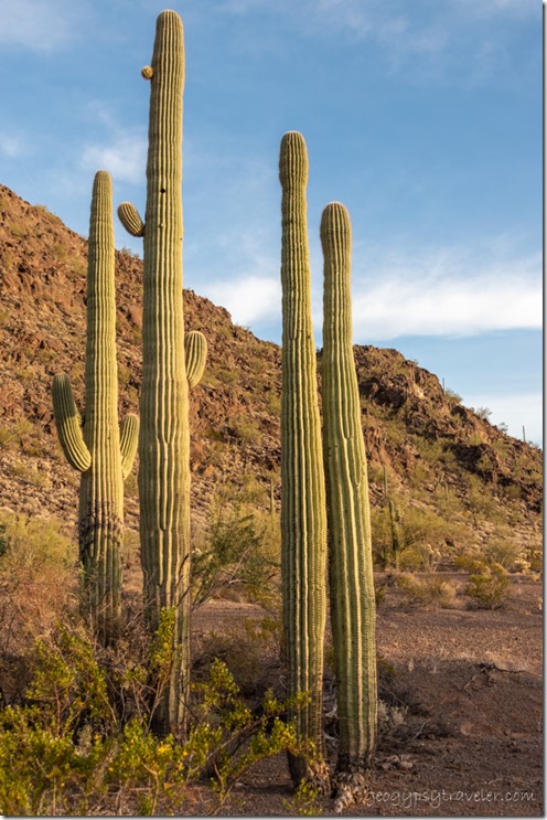 Saguaro cactus BLM8115A Why AZ