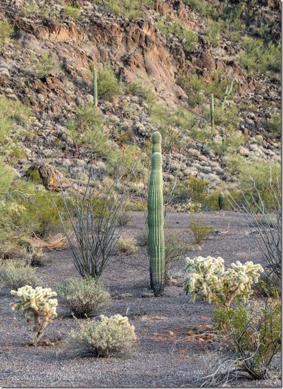 cactus desert BLM8115A Why AZ