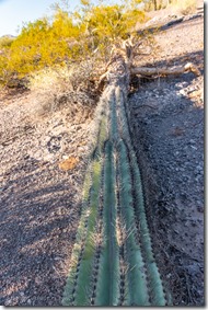 fallen Saguaro BLM8115A Why AZ