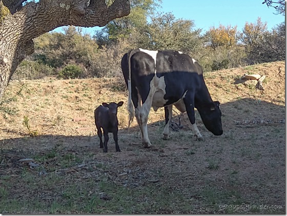Blackie & calf in yard Skull Valley AZ