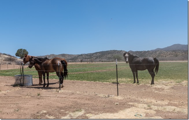horses Over the Hill Rd Skull Valley AZ
