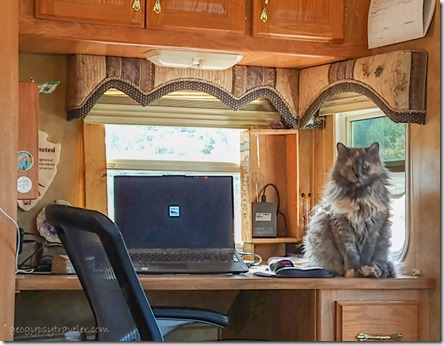 Sierra cat on desk Skull Valley AZ