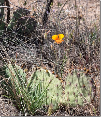 orange Desert Mariposa Tulip flower & Prickly Pear Cactus Ferguson Valley AZ