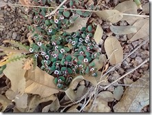 Rattlesnake Weed Skull Valley AZ