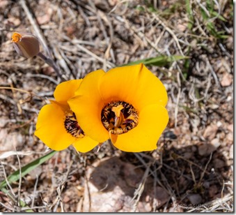 yellow Desert Mariposa Tulip flowers Ferguson Valley AZ