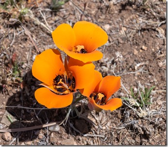orange Desert Mariposa Tulip flowers Ferguson Valley AZ